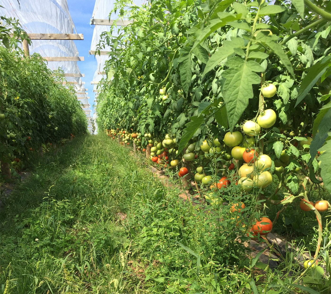 Vermeulen Farms Limited cover