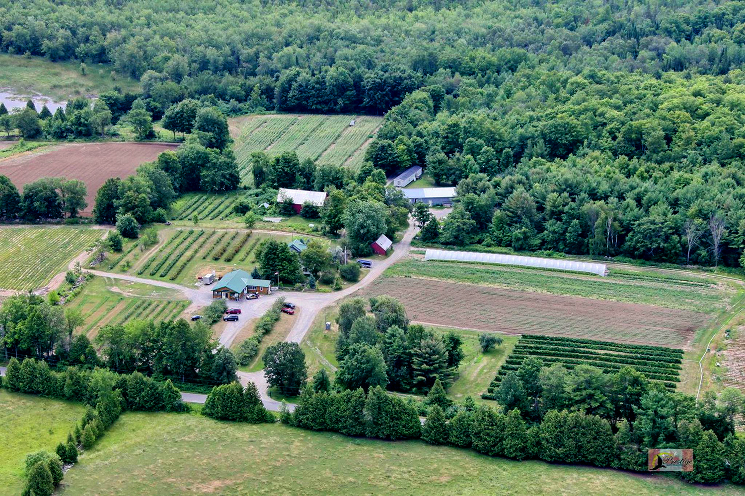 McLean Berry Farm cover