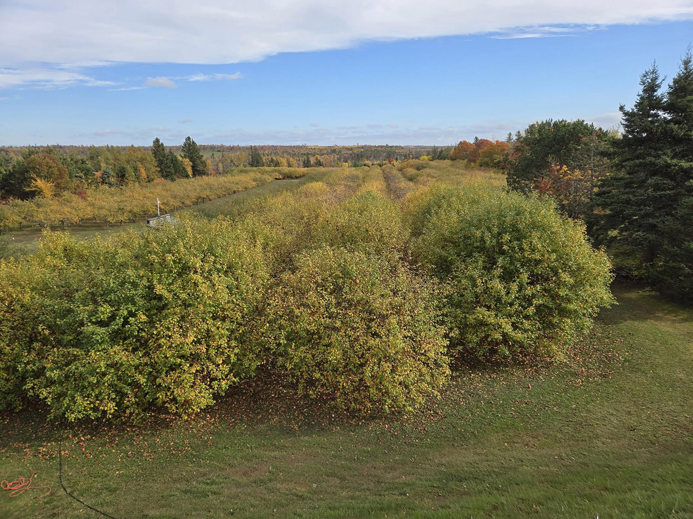 Wintermoor Orchard cover