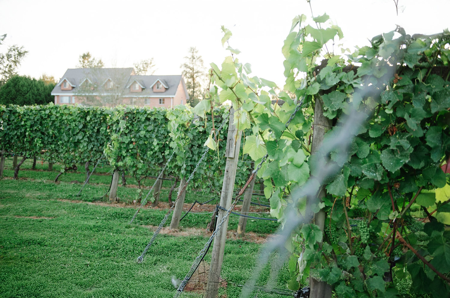 Backyard Vineyards cover