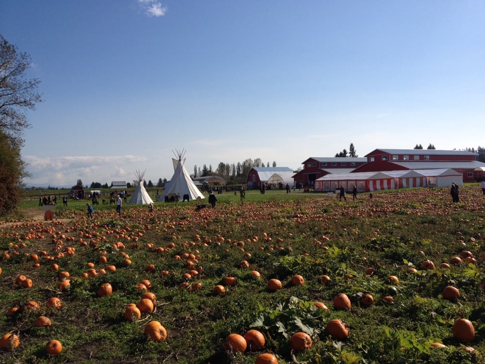 Laity Pumpkin Patch cover