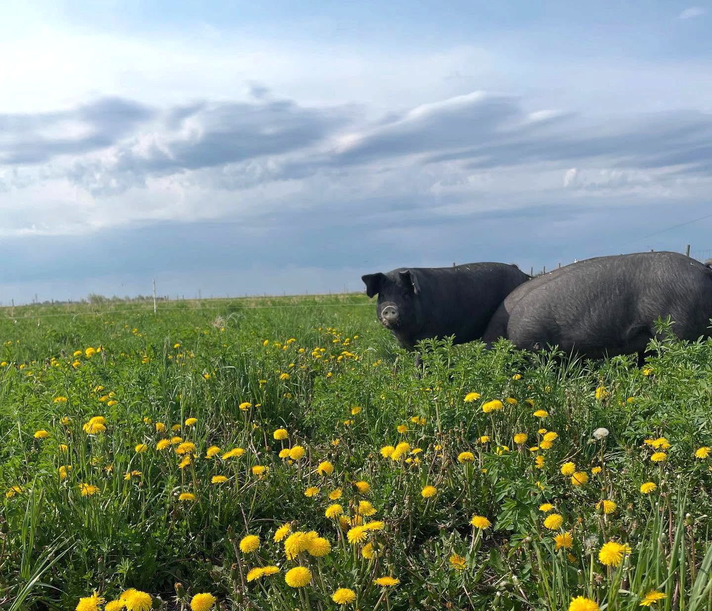 Zinn Farms cover