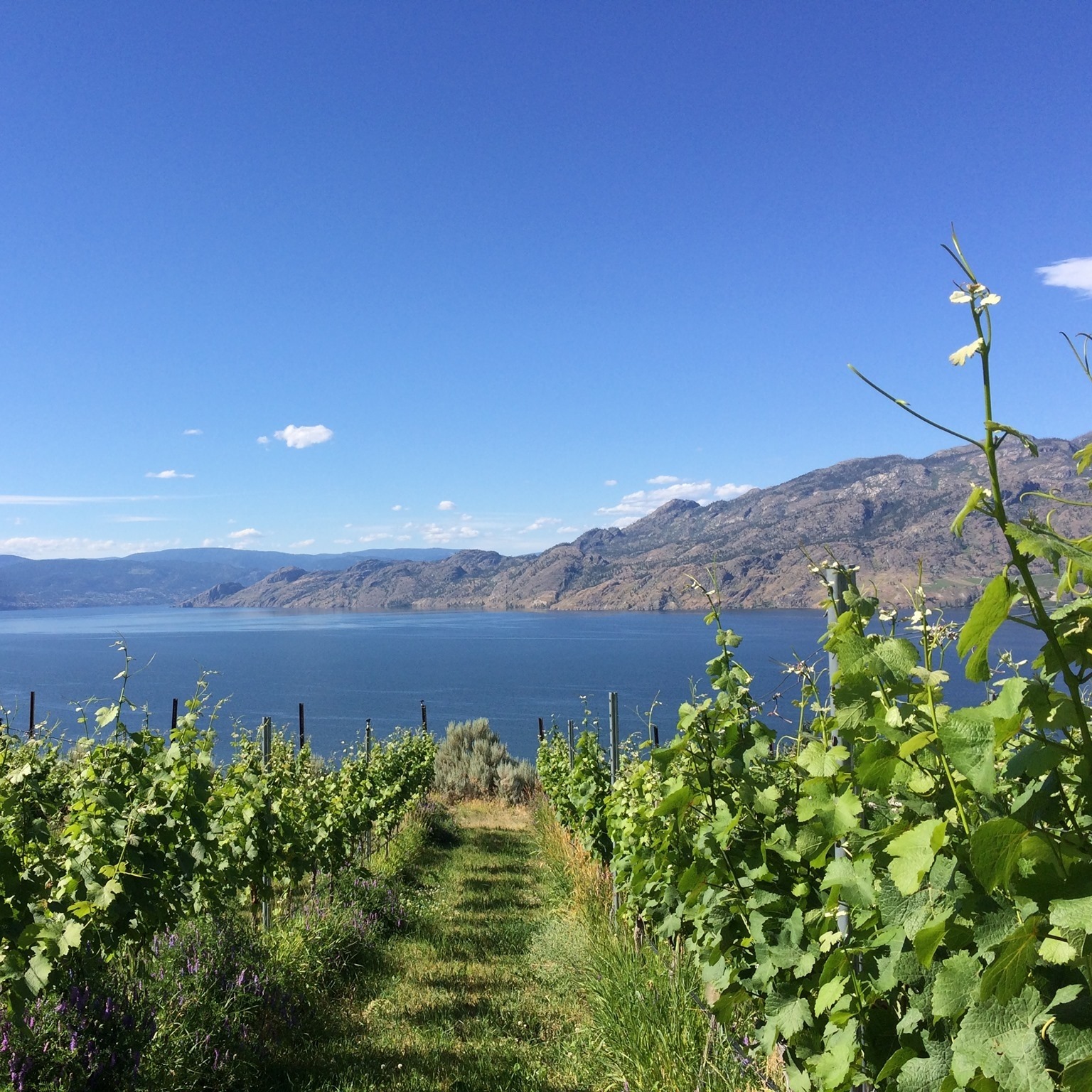 Sage Hills Estate Winery and Vineyards cover