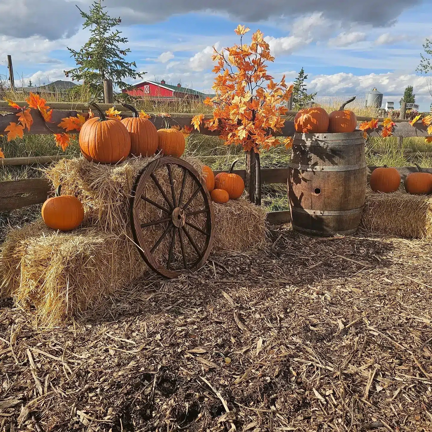 Calgary Farmyard cover