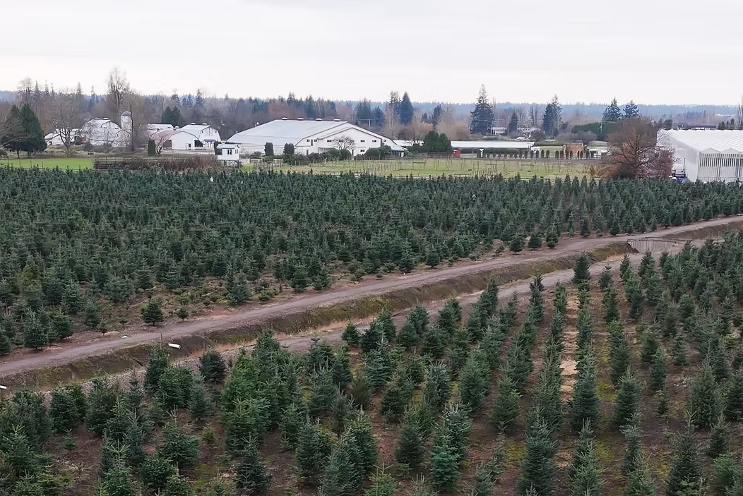 Oh Christmas Tree Farm cover