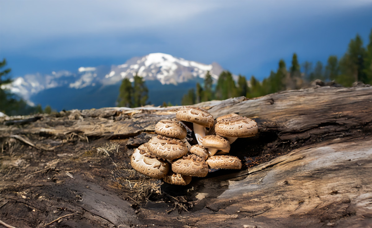 Sea To Sky Mushrooms & Wild Foods cover