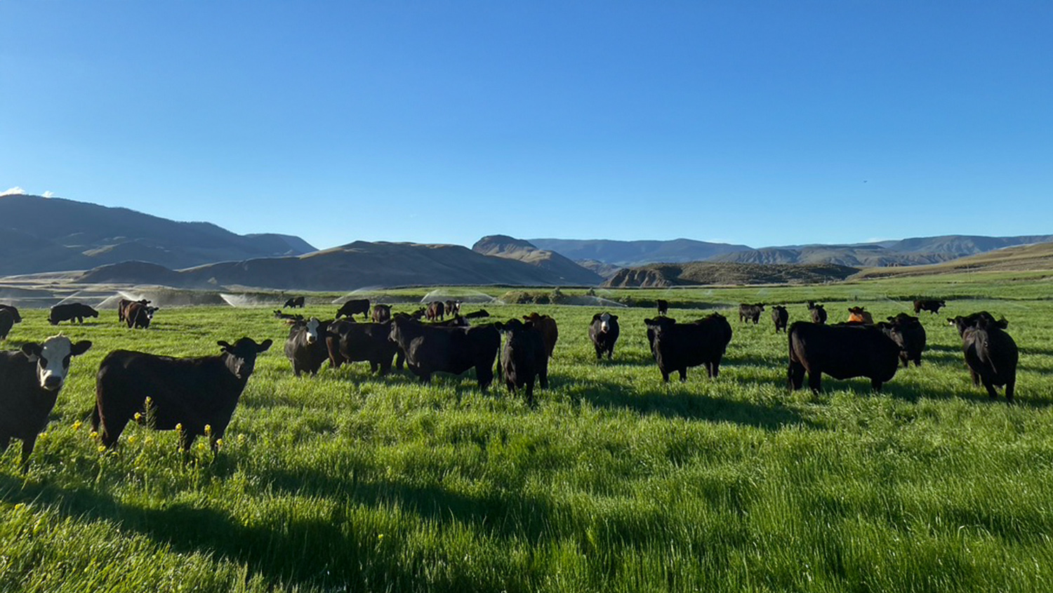 Bradner Farms cover