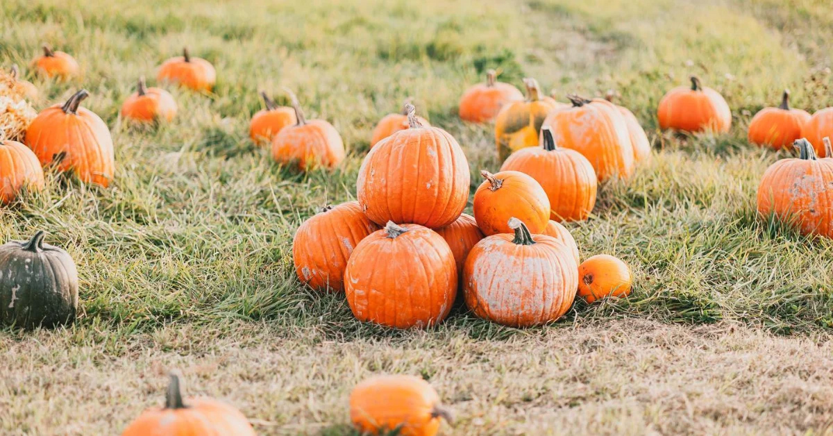 The Pumpkin Patch cover