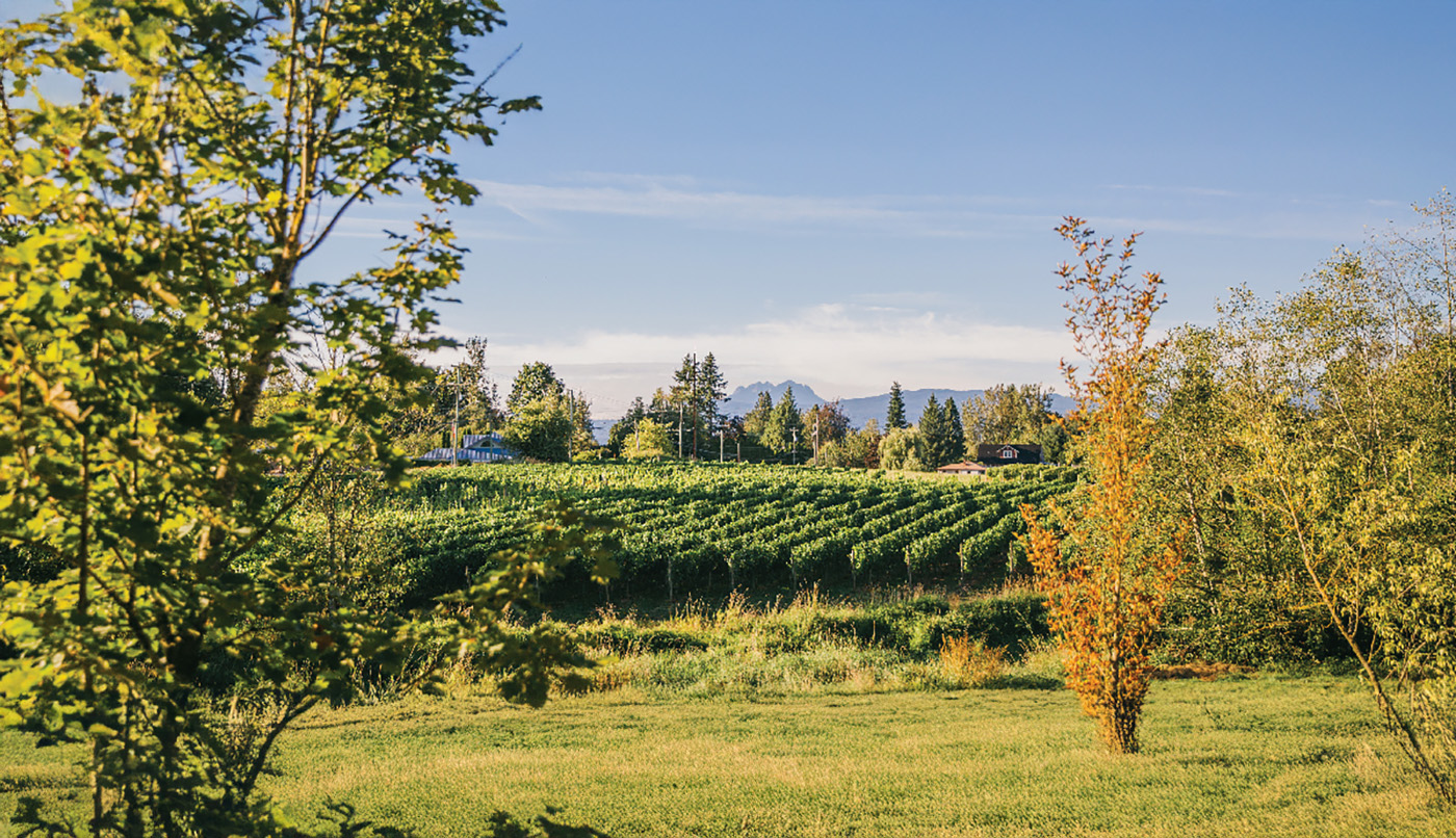Singletree Winery cover