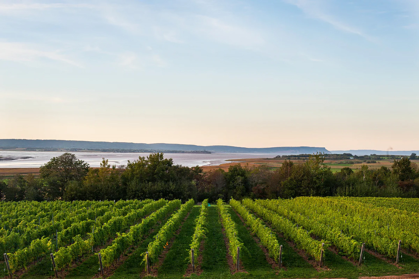 Lightfoot & Wolfville Vineyards cover