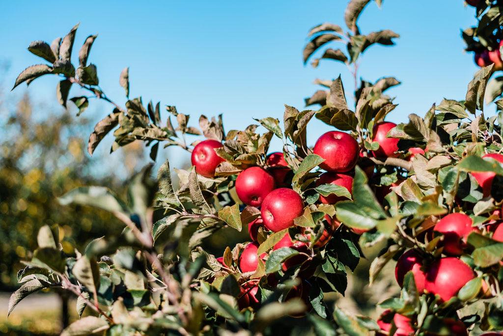 Apple Lane Farm Inc. cover