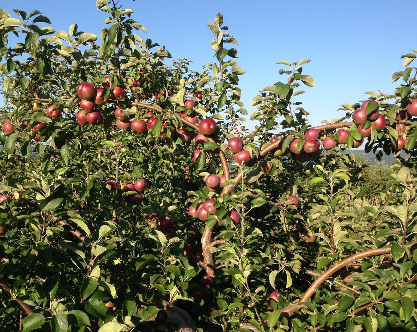 River View Orchard cover