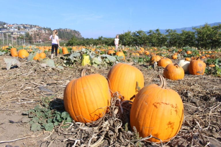 Gambell Farms cover