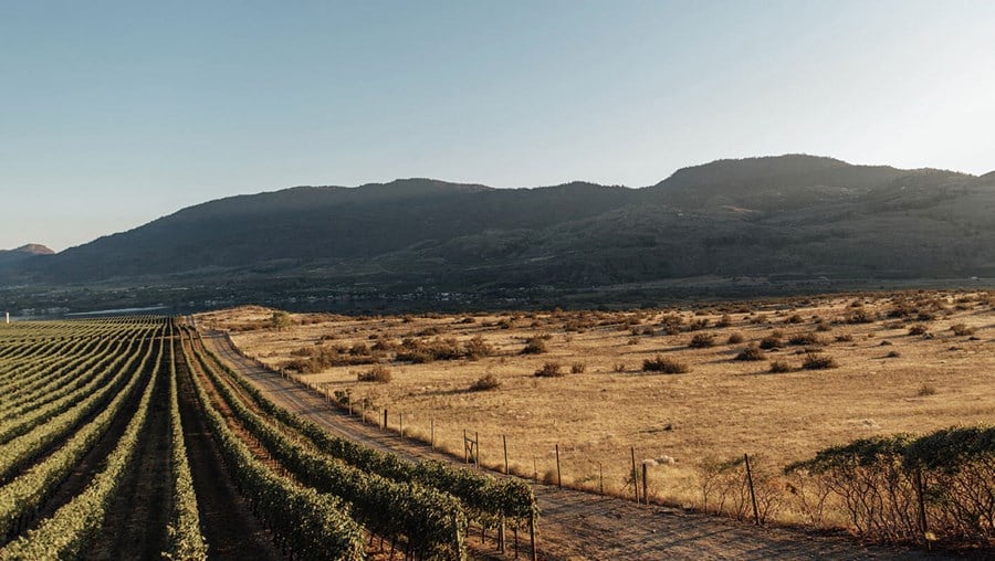 Black Sage Vineyard cover