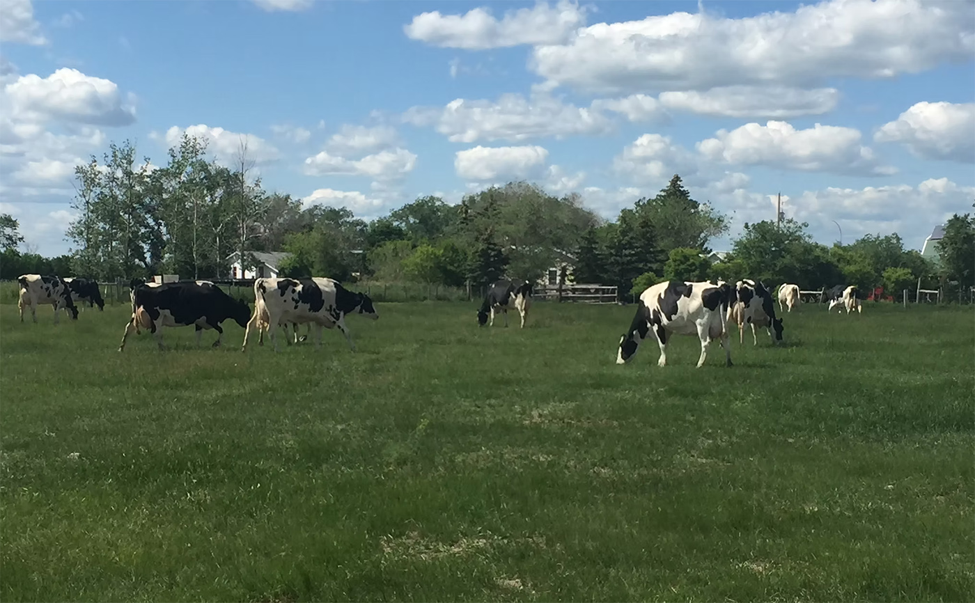 Sunnyside Dairy Farm cover
