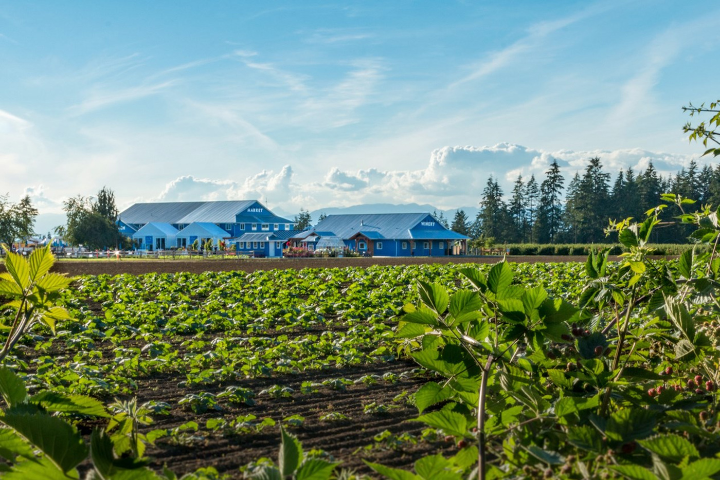 Krause Berry Farms&Estate Winery cover