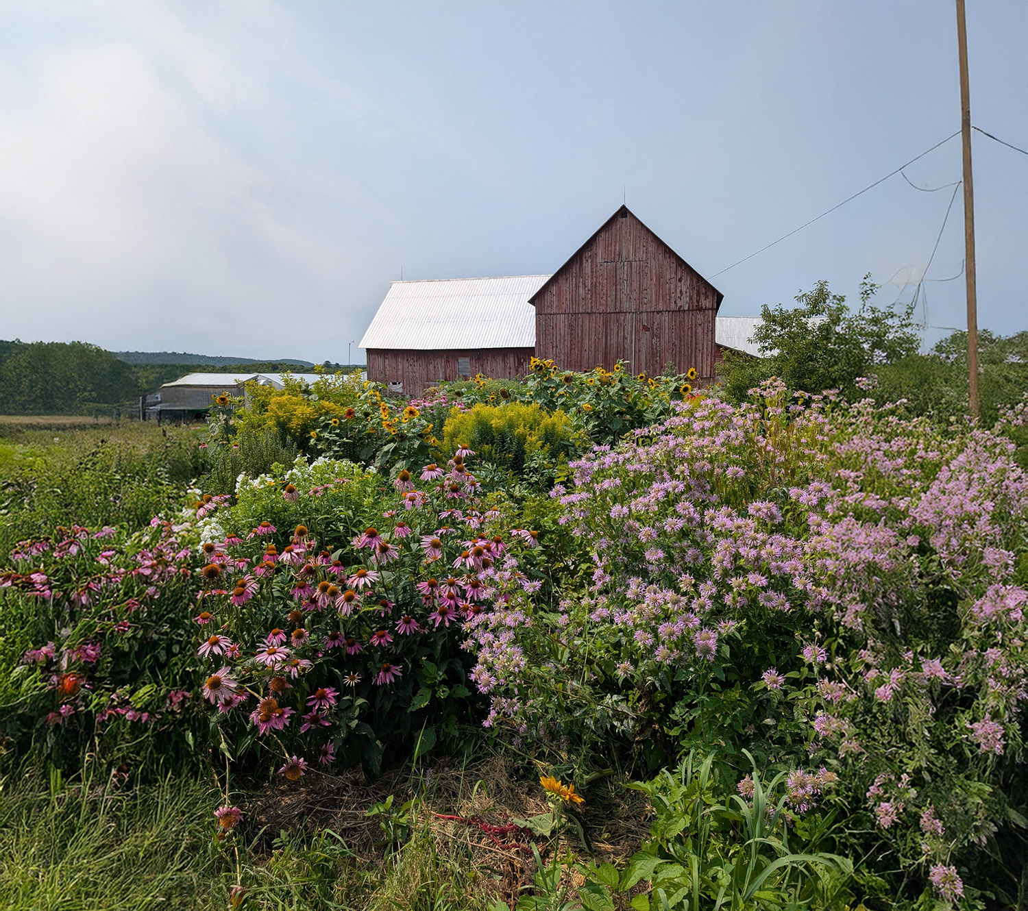 Roots and Shoots Farm cover