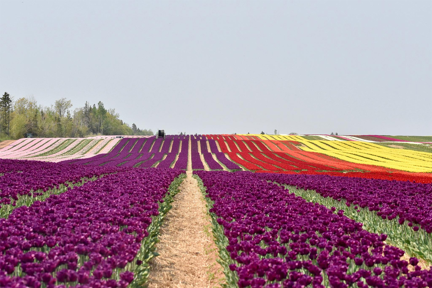 Vanco Farms Ltd. cover
