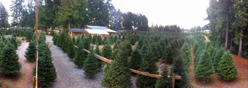 Frosty's Family Christmas Tree Farm cover
