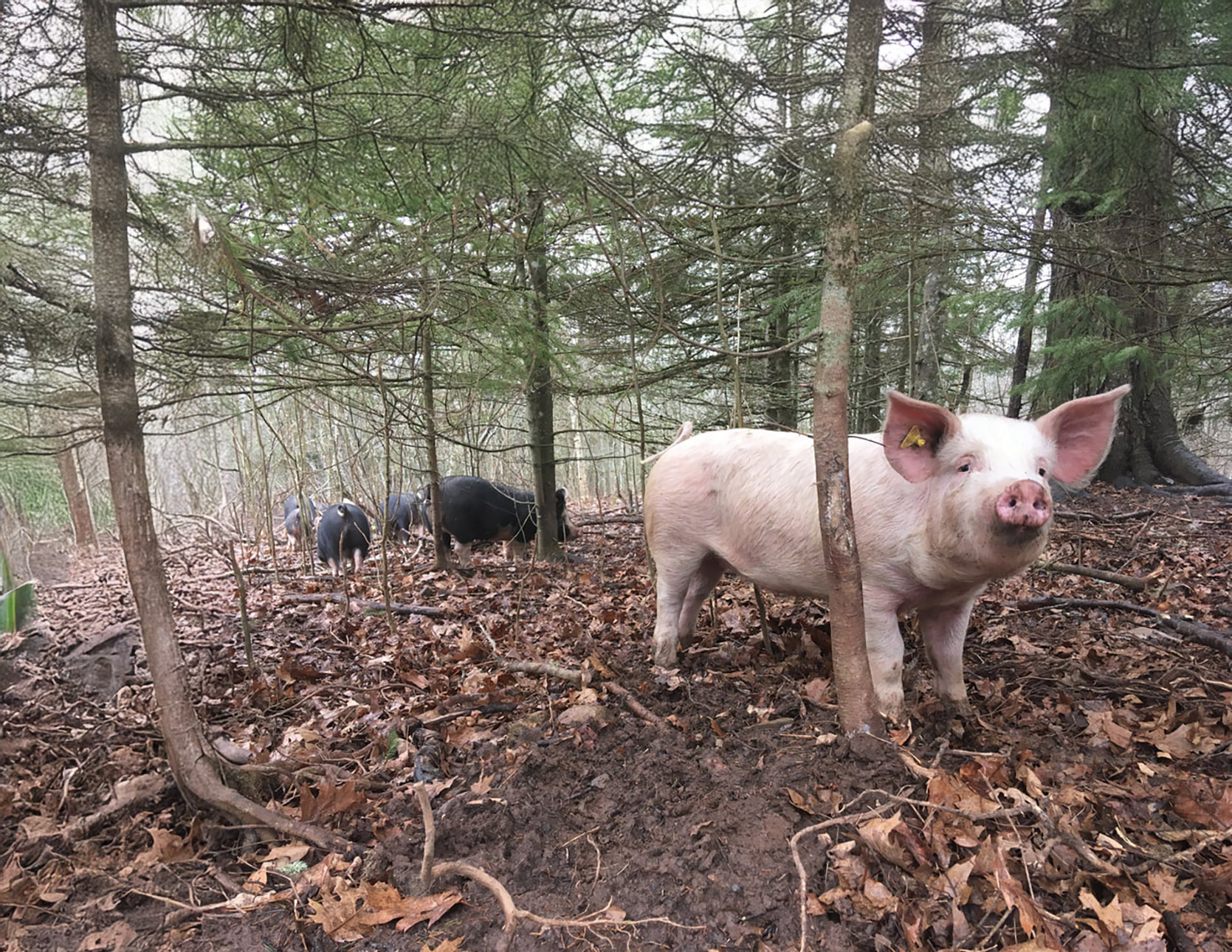 Snowy River Farms cover
