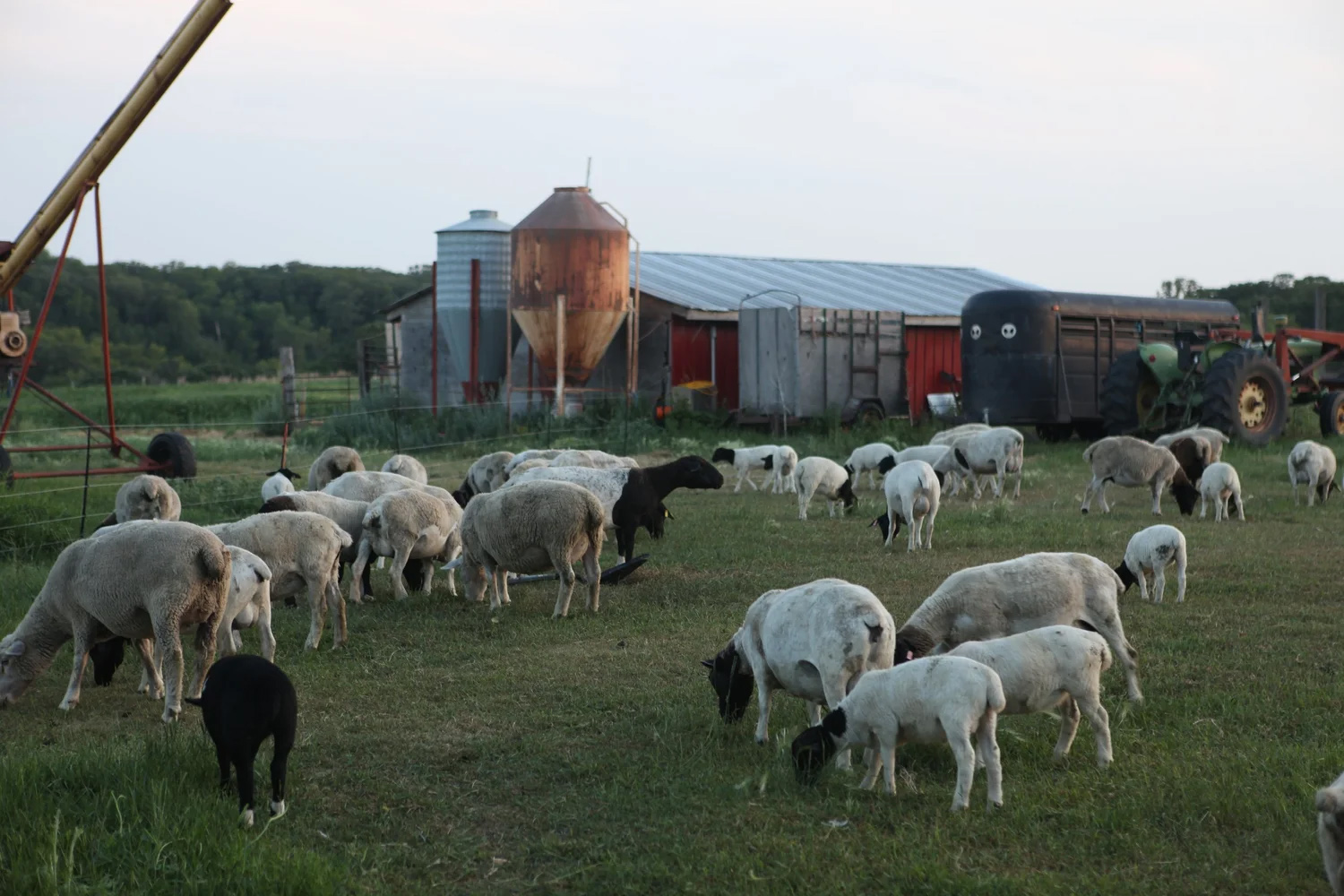 The Dogs Run Farm cover