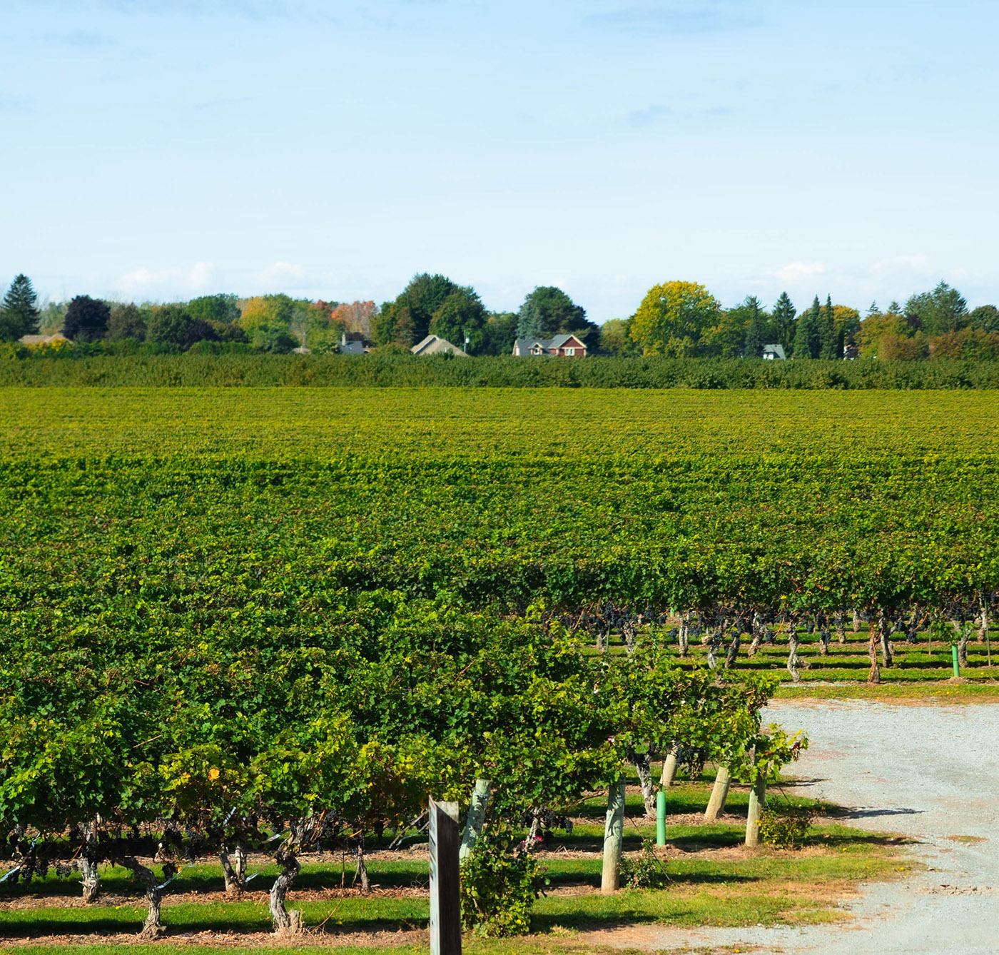 Pillitteri Estates Winery cover
