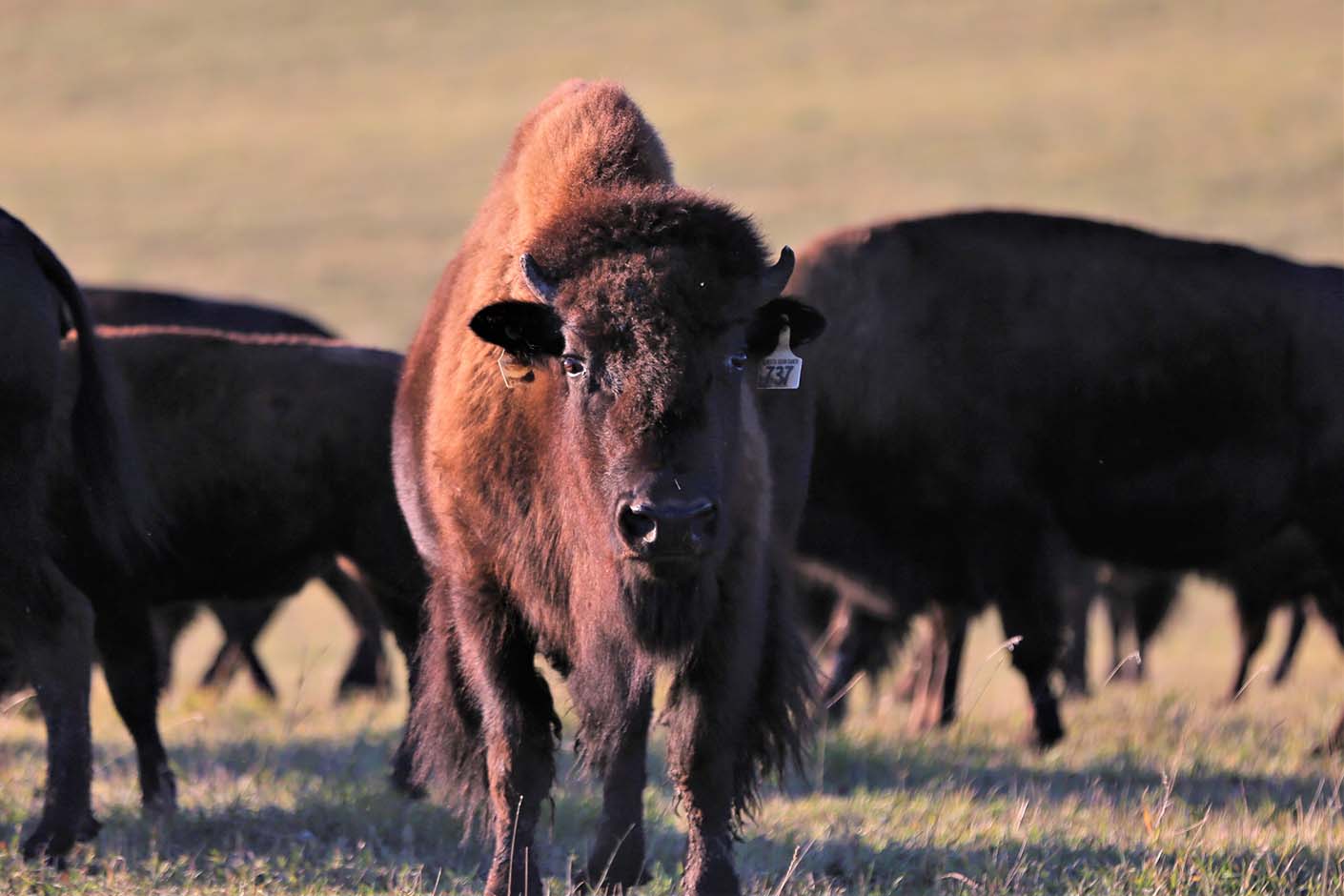 Alberta Bison Ranch cover