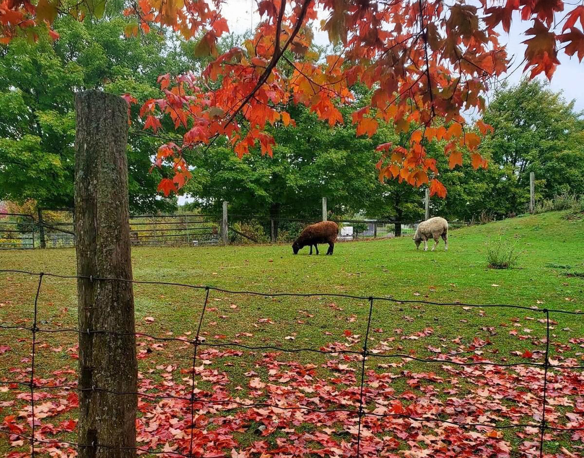 WindReach Farm cover