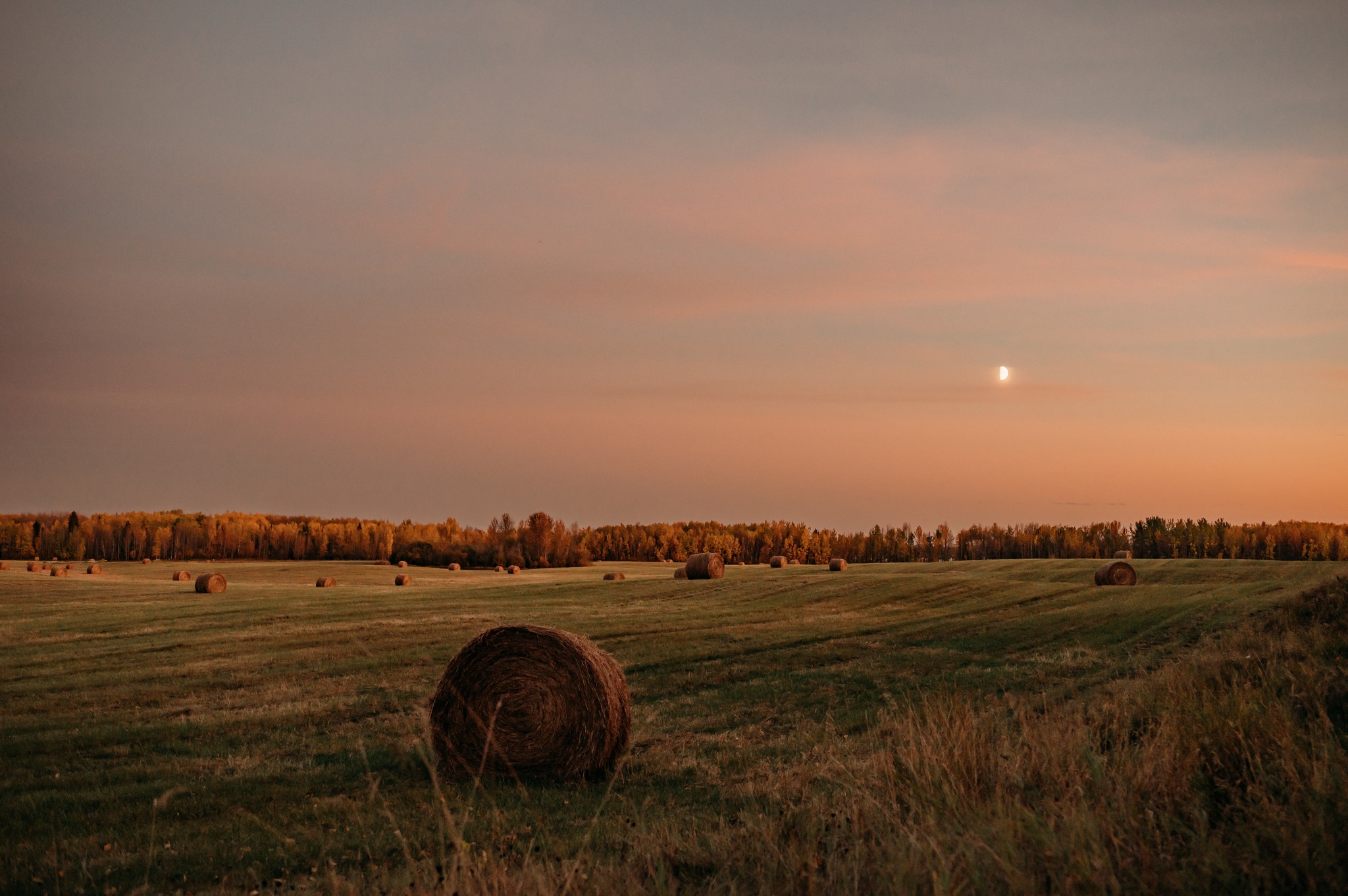 Blue Ridge Farms cover