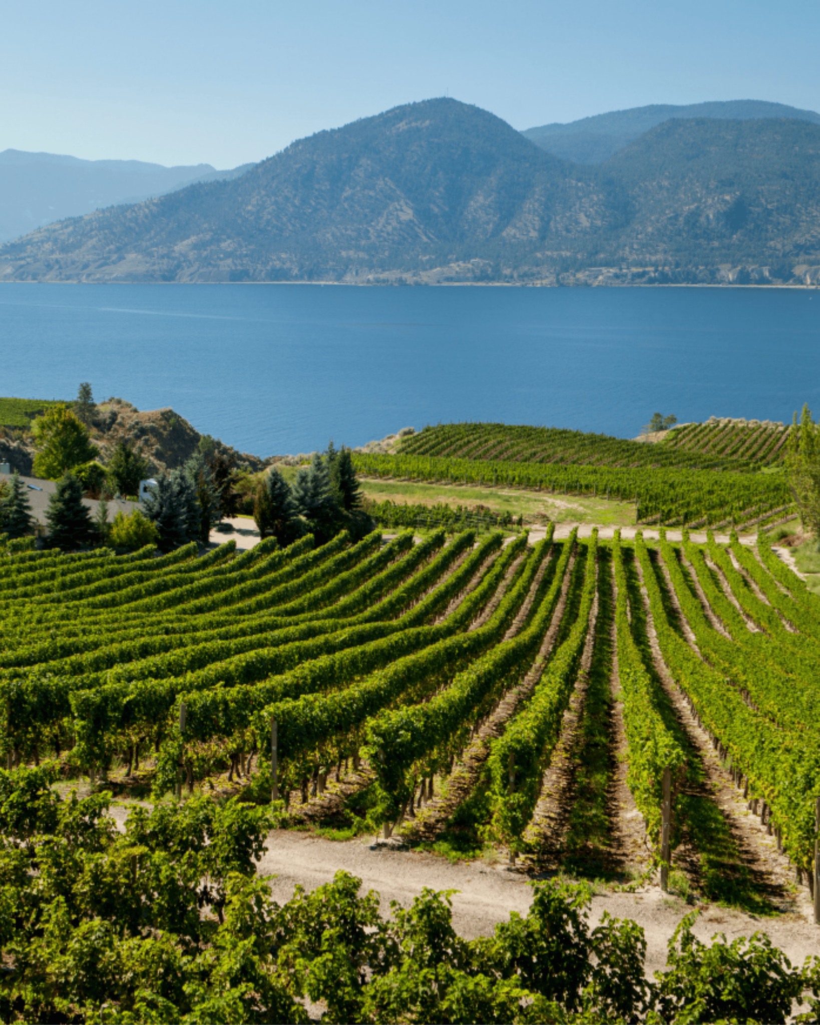 Wines of British Columbia cover