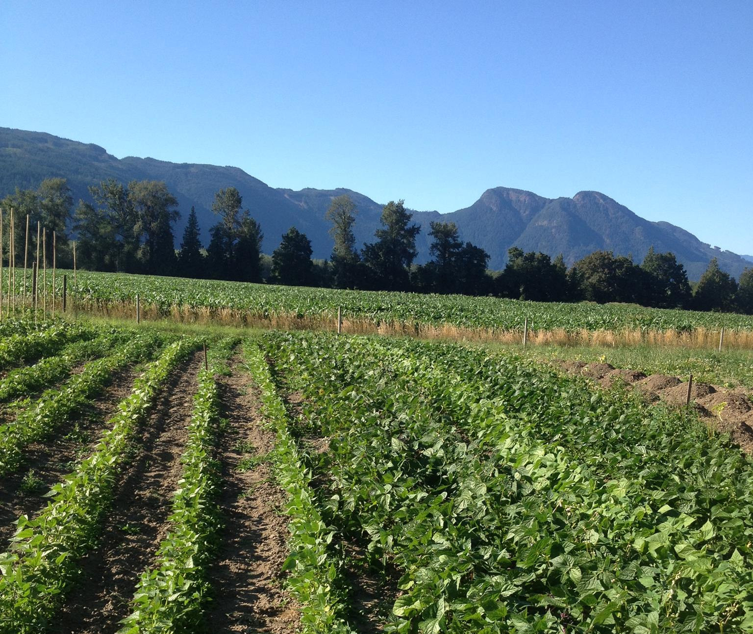 Ossome Acres cover