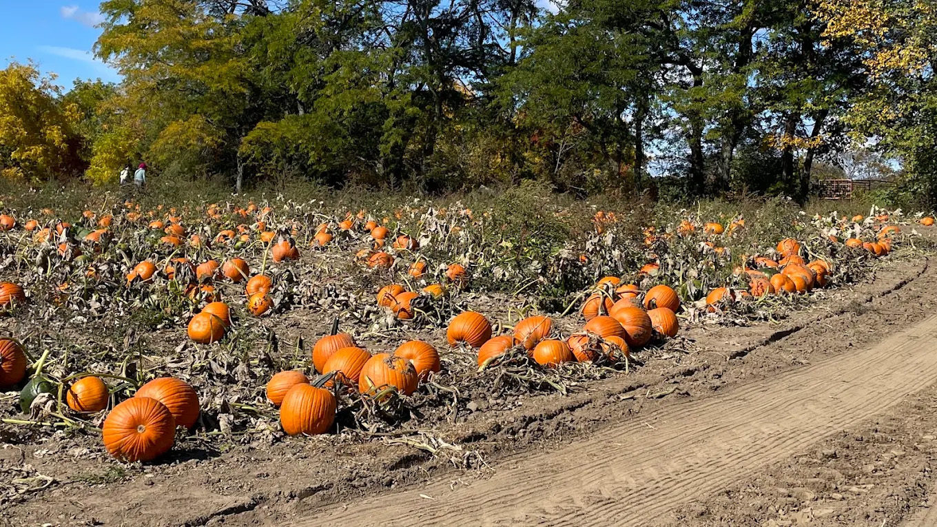 Knox Pumpkin Farm cover
