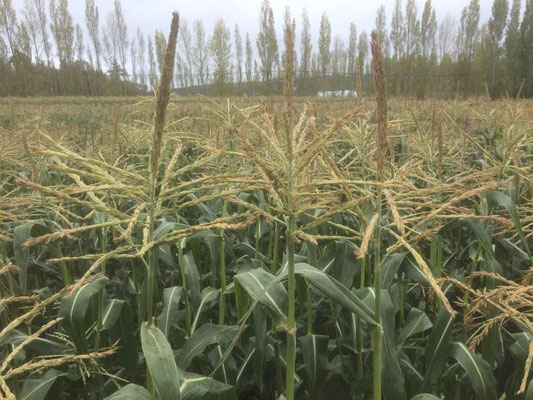 Silver Rill Corn cover