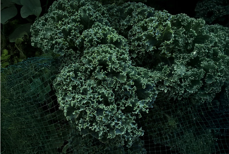 Organic Kale 