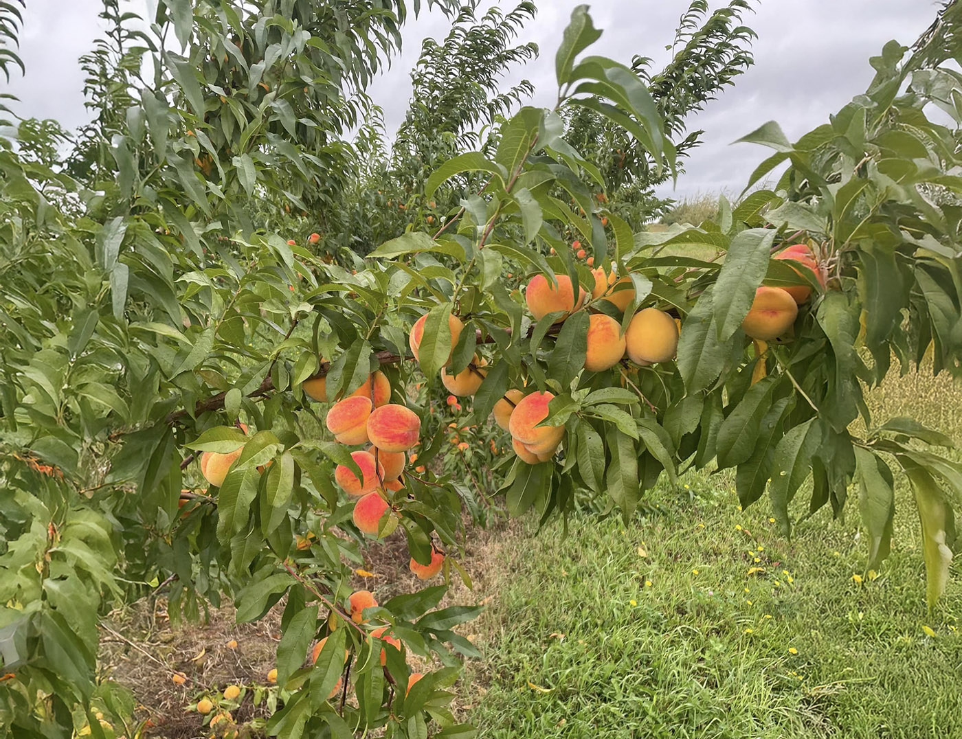 Arlington Orchards cover