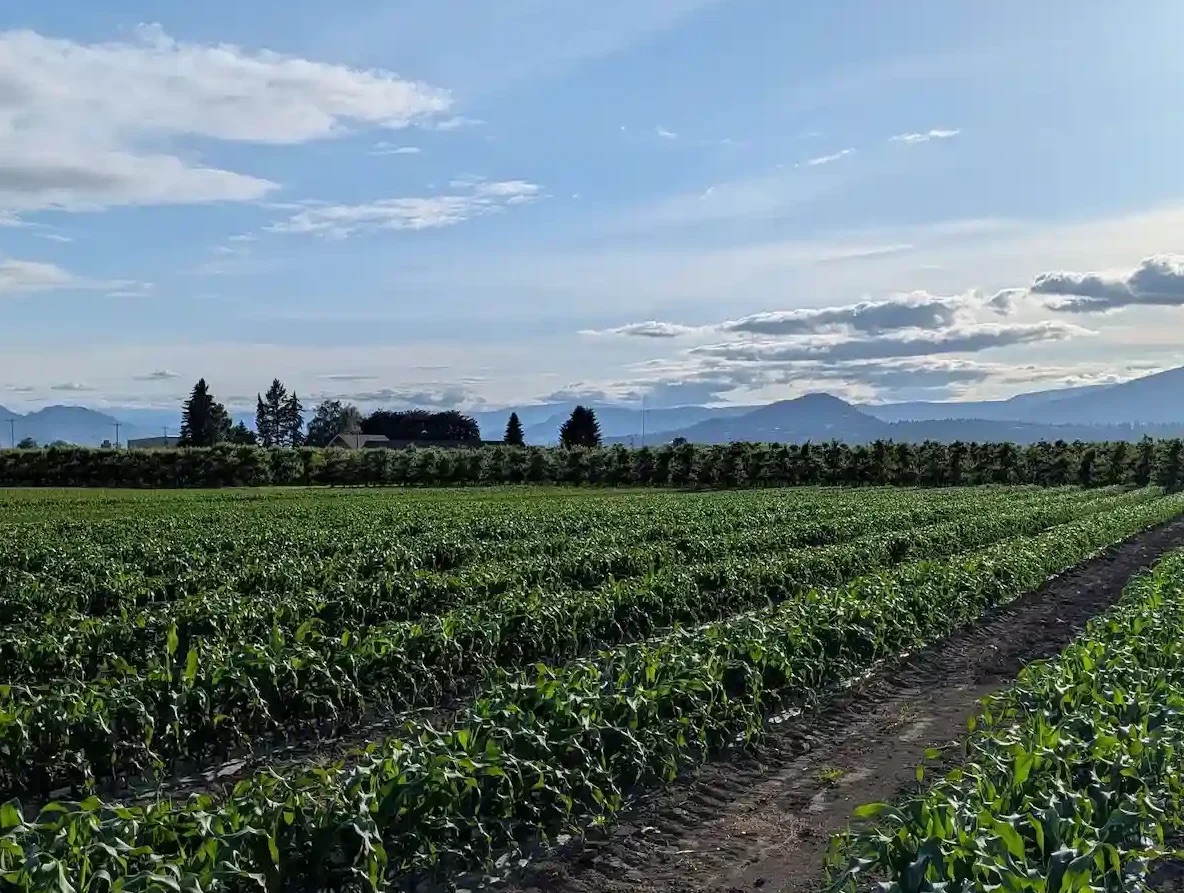 Kelowna Fruit n Veggies cover