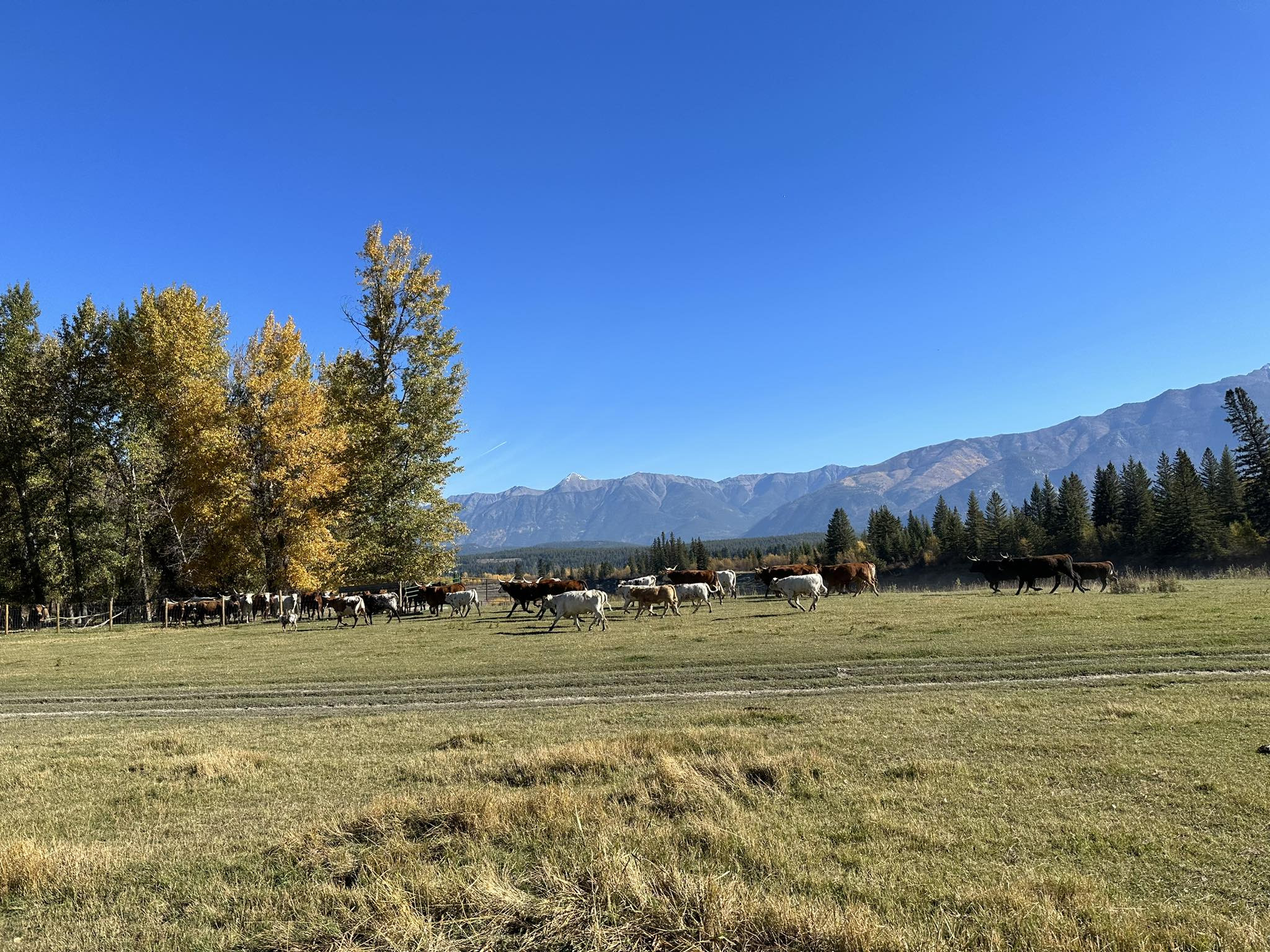 Crooked Horn Ranch cover