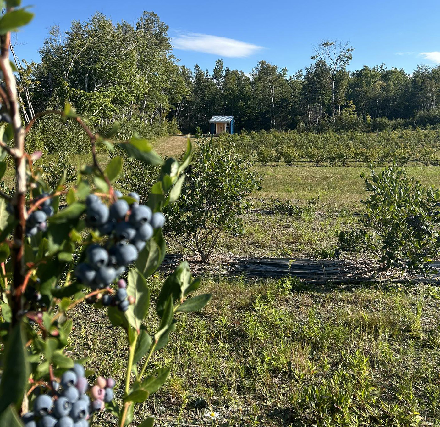 The Blueberry Orchard cover