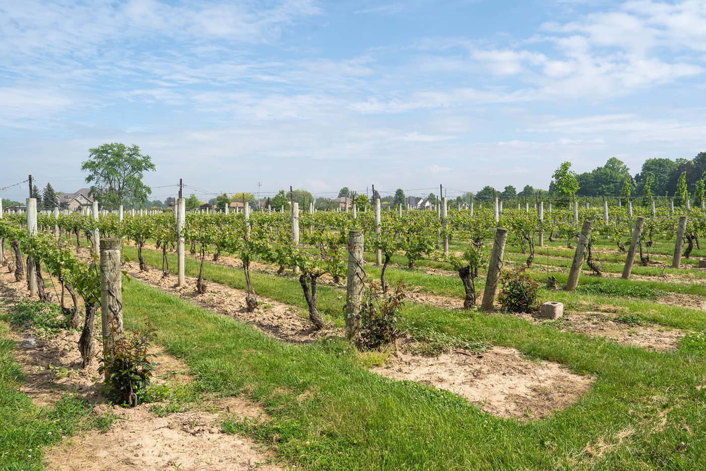 Strewn Winery cover