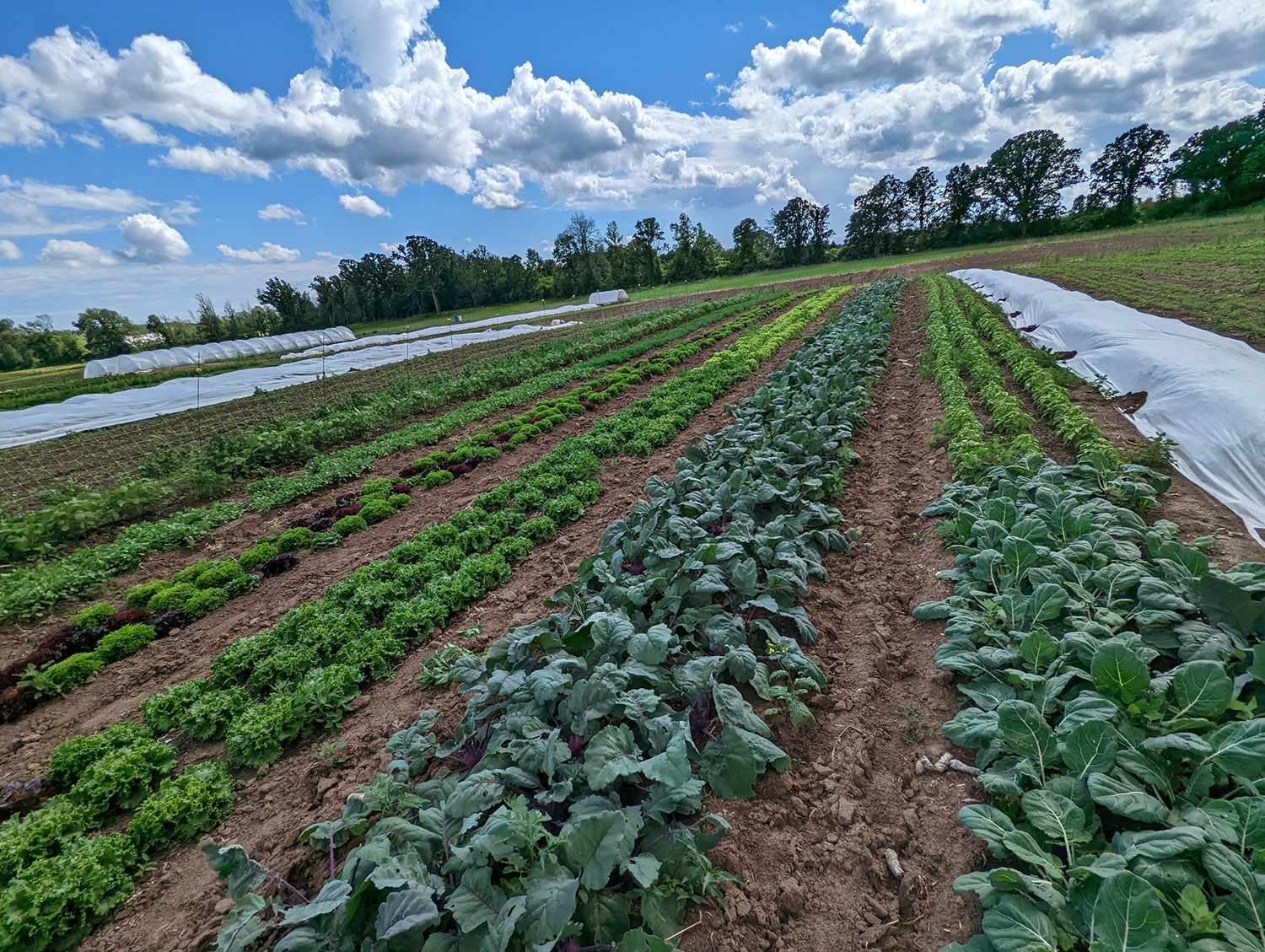 Rooted Oak Farm cover