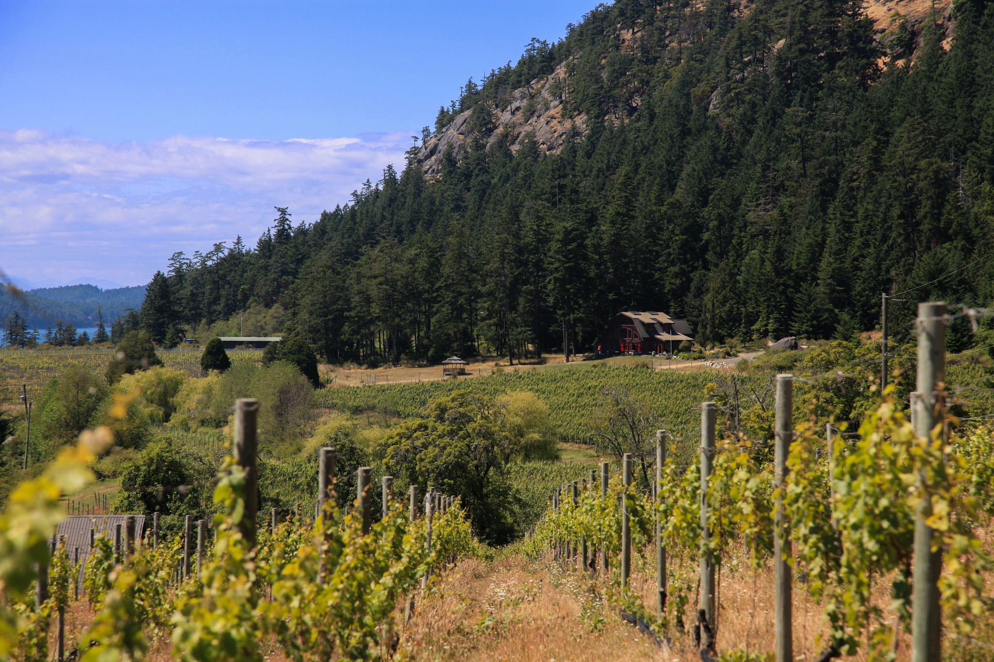 Sage Hayward Vineyards cover