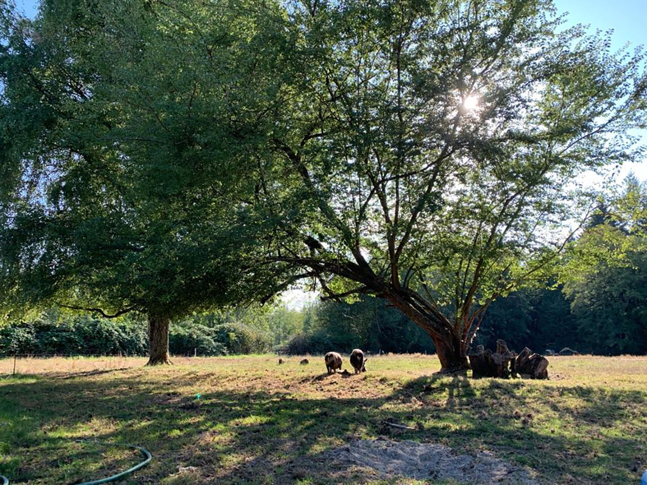 Shady Hazel Farm cover