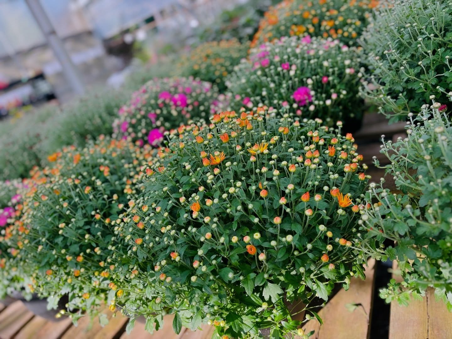 Quality Garden&Pet cover