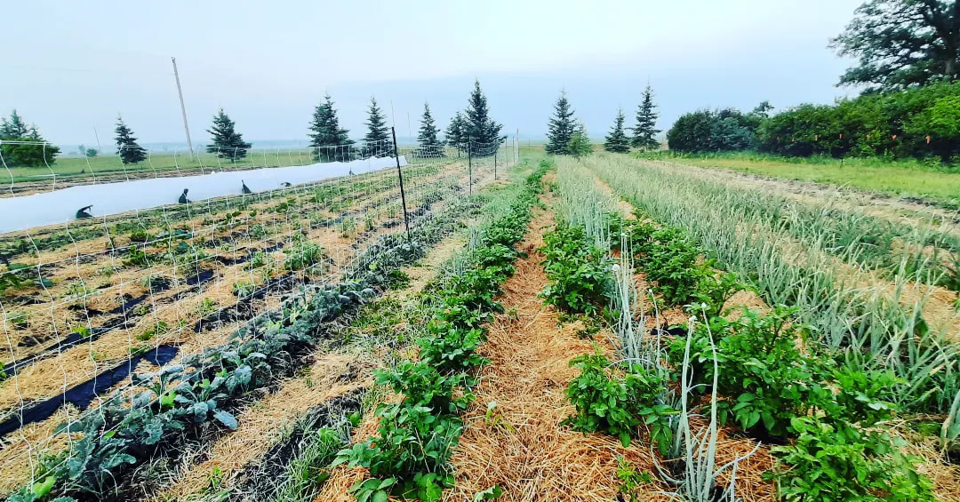 Swallowtail Farmstead cover