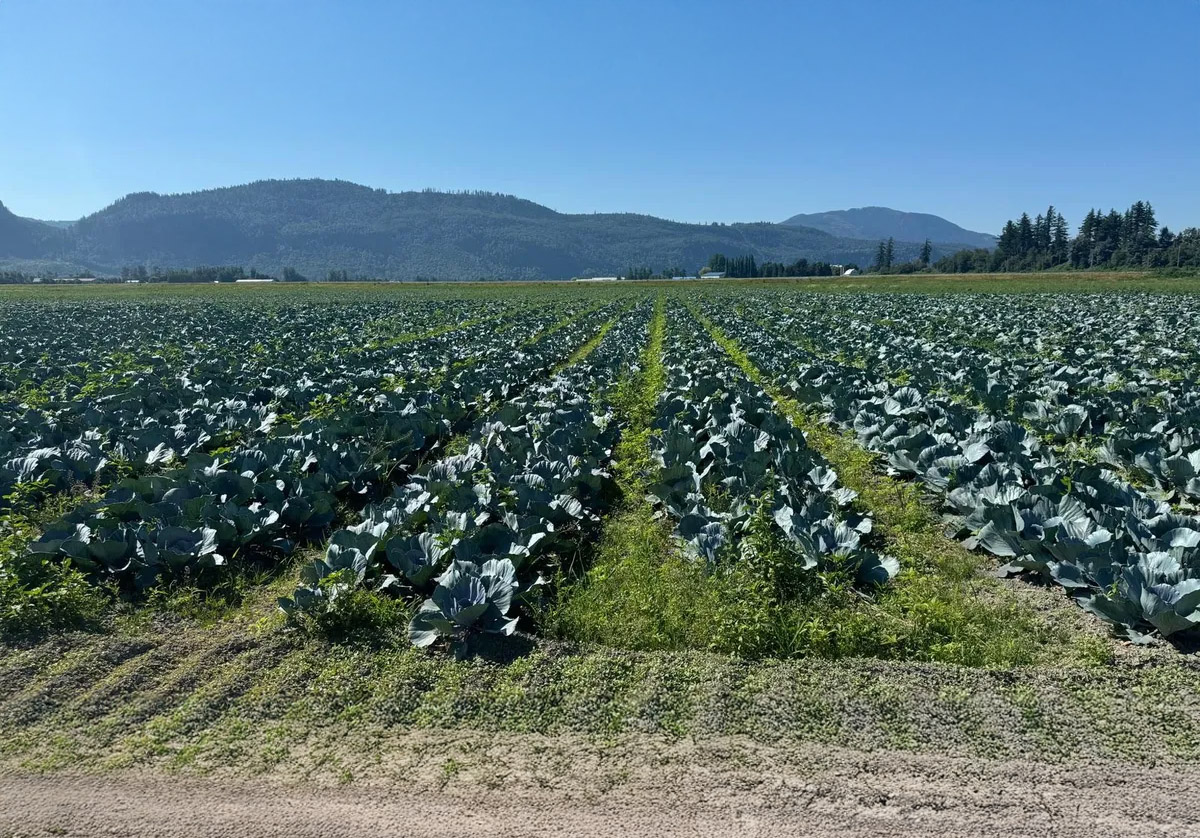 Wells Line Vegetable Growers cover