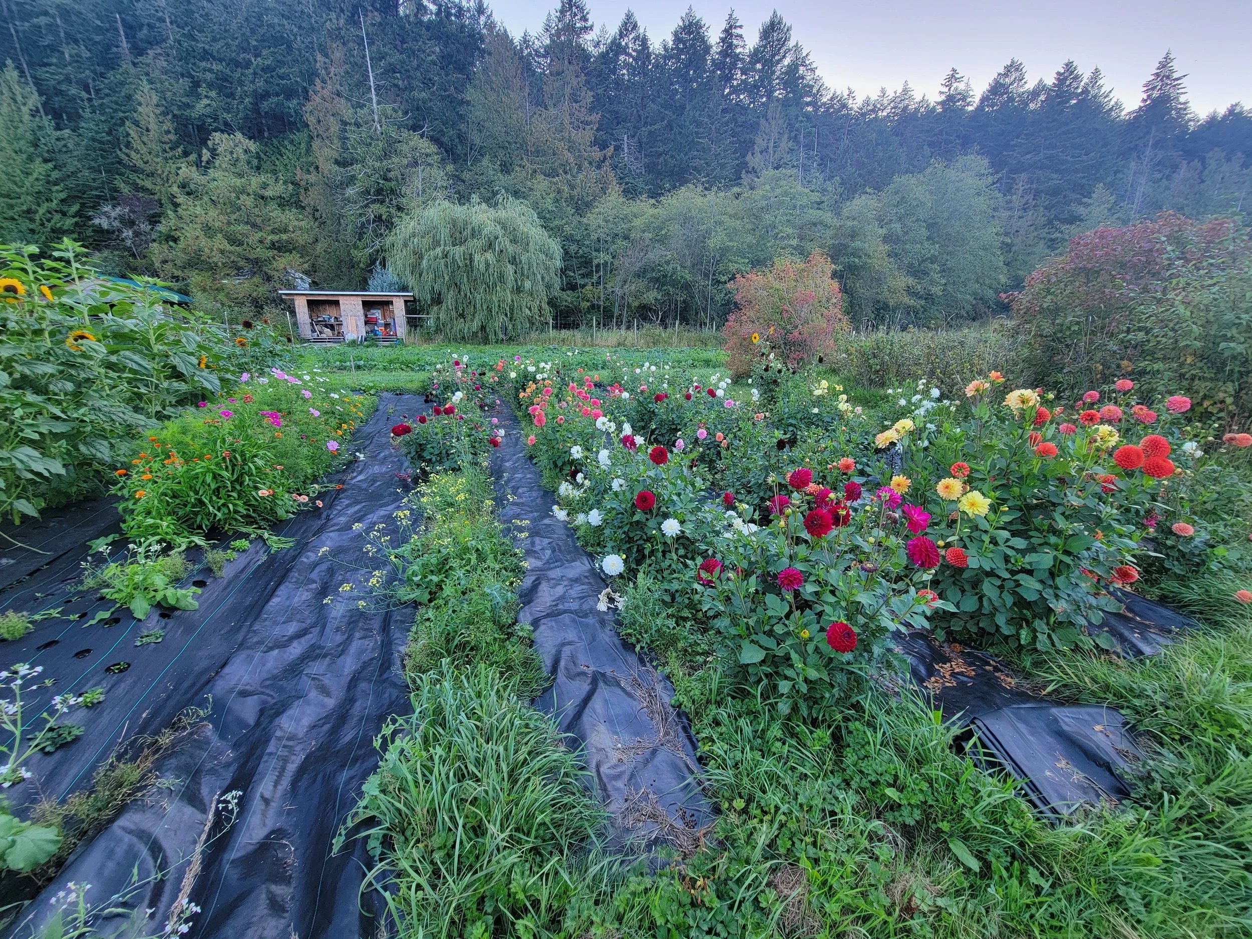 Lohbrunner Community Farm cover