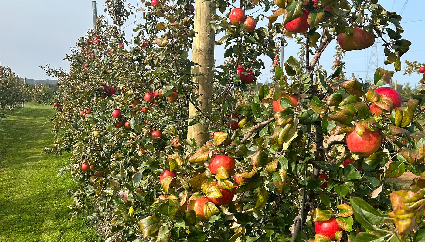 The Grove Orchard & U-Pick cover