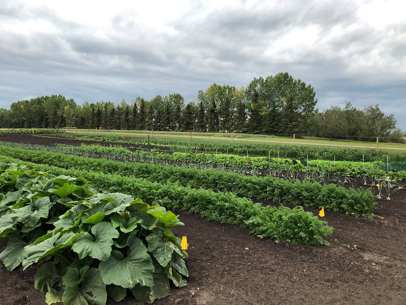 Fifth Gen Farms cover
